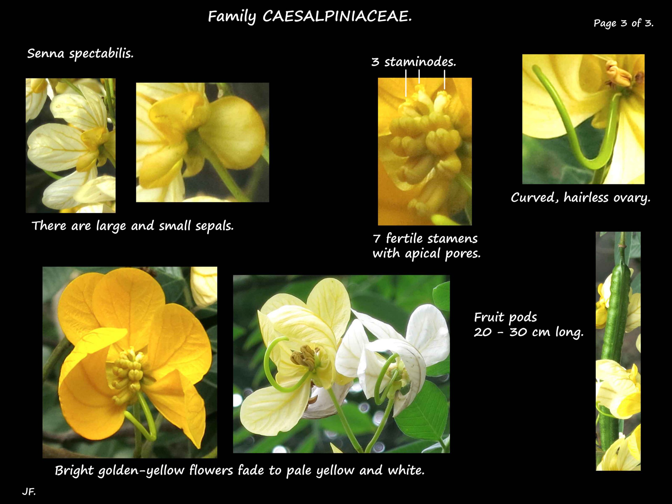 3 Senna spectabilis flowers